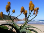 aloes-provide-winter-colour-at-the-beach