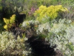 noetzie-outside-classroom-fynbos1