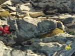 succulents-growing-in-rock-crevices