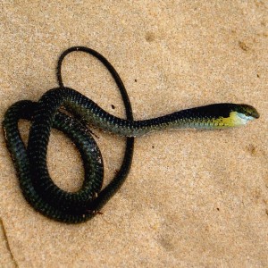 boomslang stunned on the beach