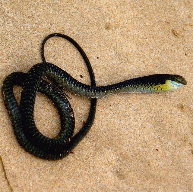 boomslang stunned on the beach boomslang stunned on the beach