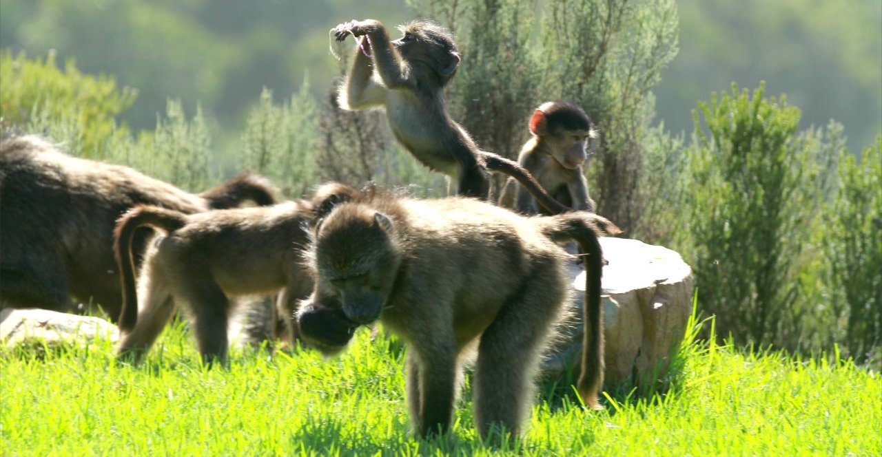Living in Harmony with Wild Baboons at Noetzie