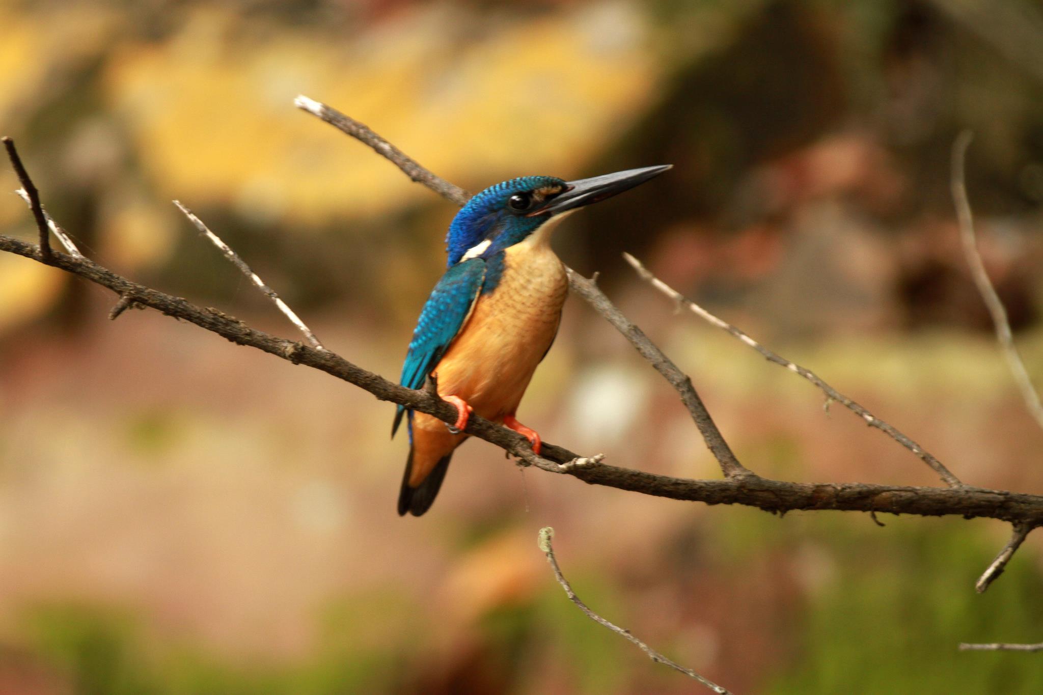 Half-collared Kingfisher Wendy Dewberry Half-collared Kingfisher